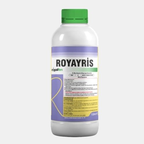 ROYAYRİS