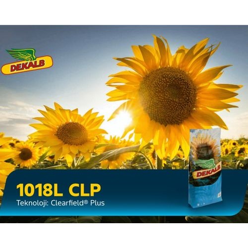 1018L CLP Ayçekirdeği Tohumu