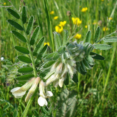 Macar Fiği (Vicia pannonica)